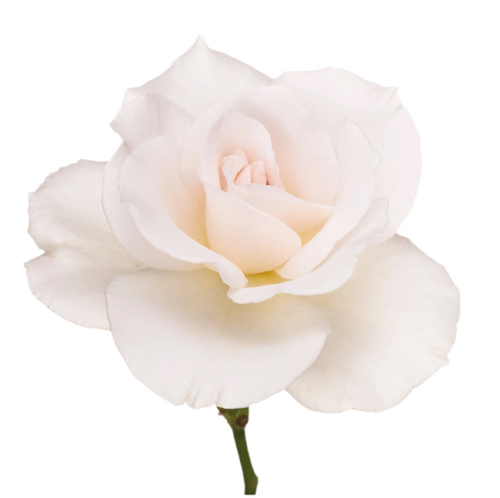 Margaret Merril (12 pieces)