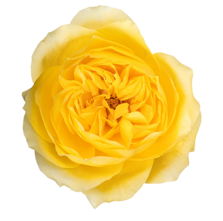 Toulouse Lautrec (12 pieces)