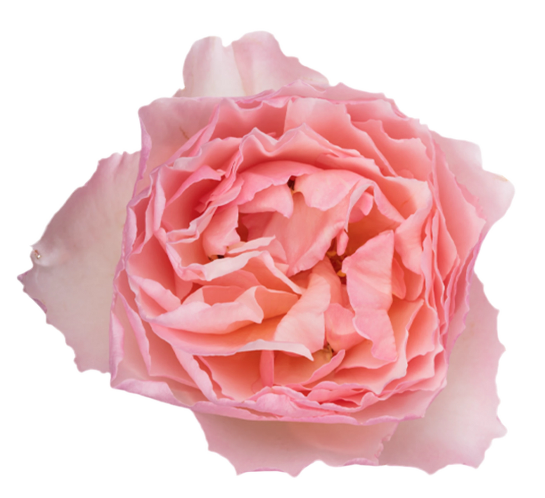 Princesse Charlene de Monaco (12 pieces)