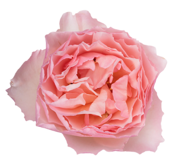 Princesse Charlene de Monaco (12 pieces)