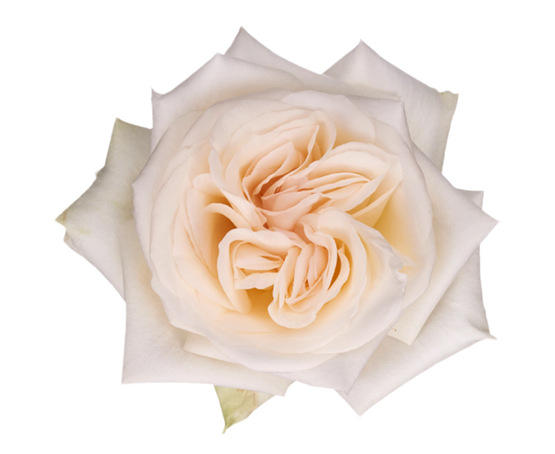 White O Hara (12stuks)