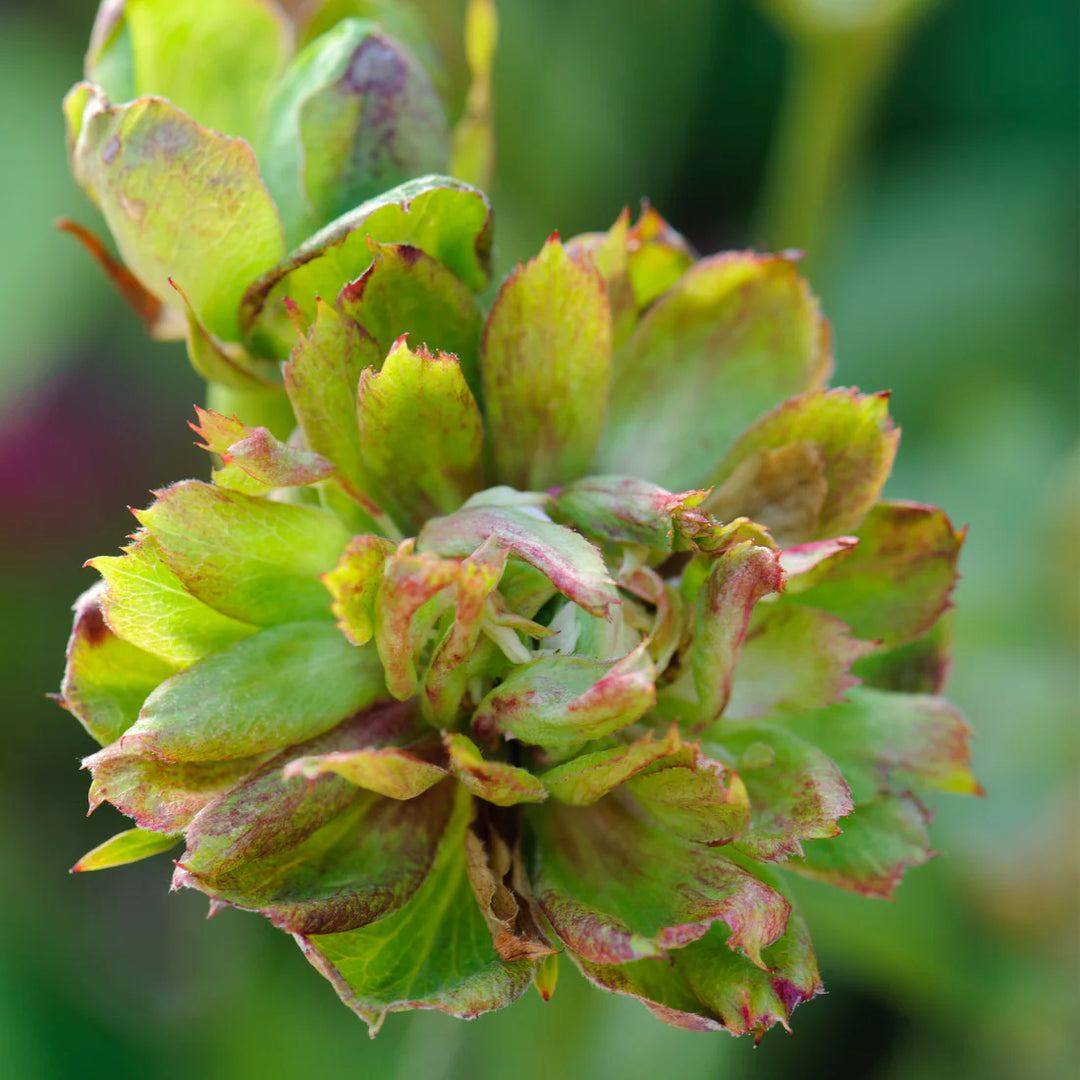 Chinensis Viridiflora