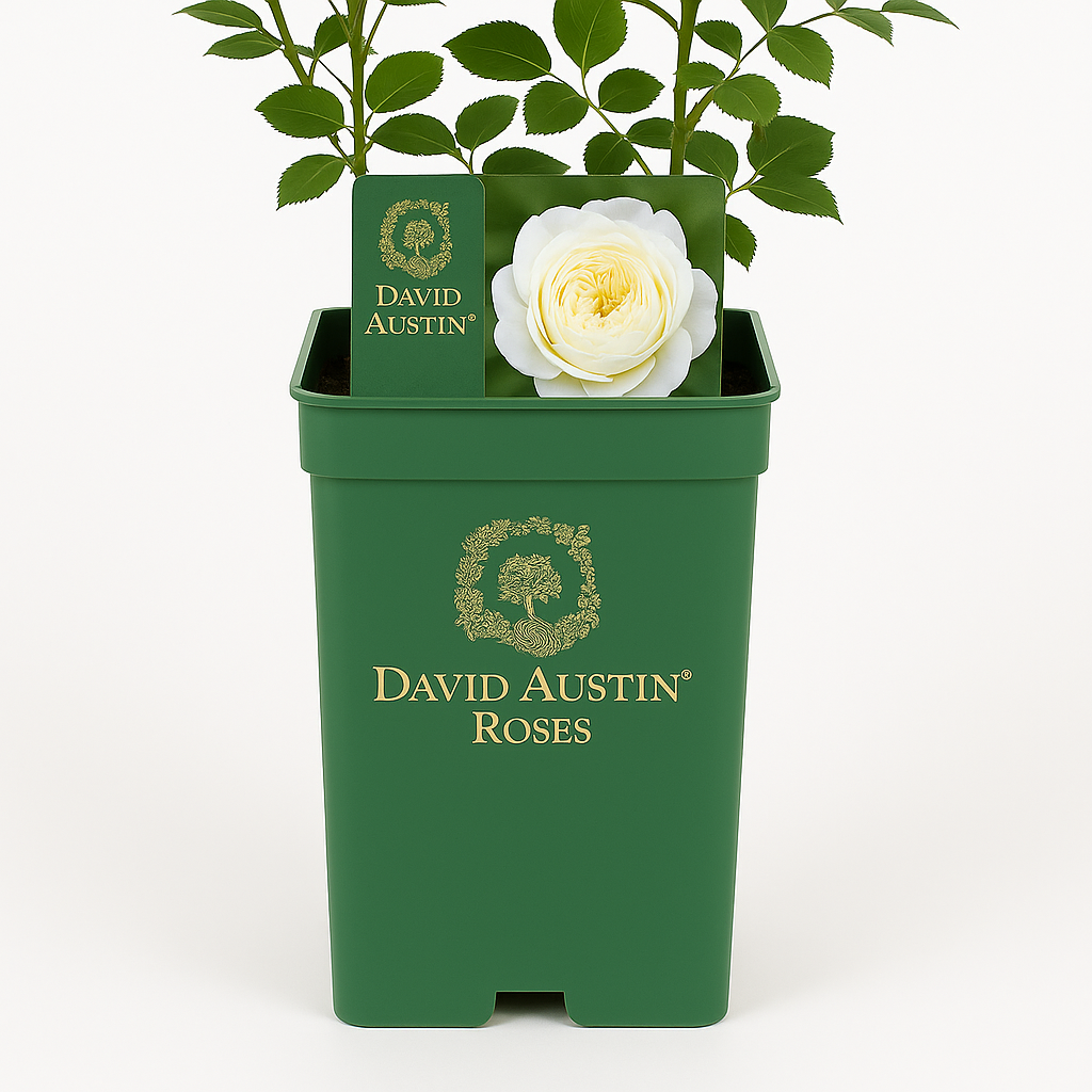 Claire Austin (Ausprior)