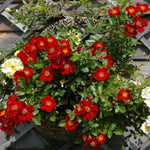 Bijenweelde Rood