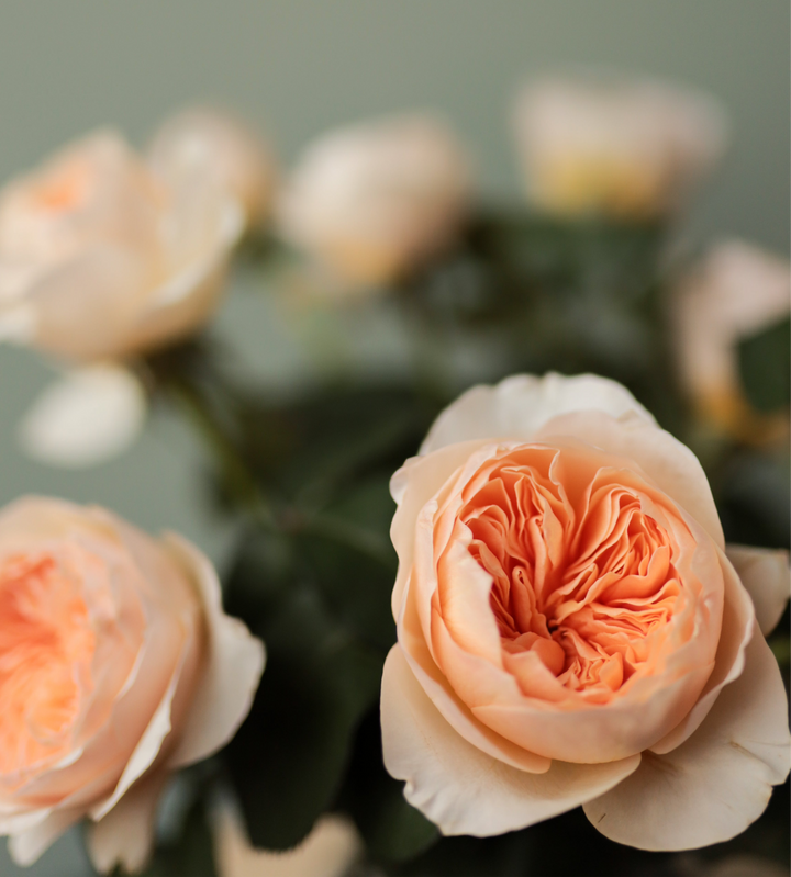 David Austin Juliet  (12stuks)