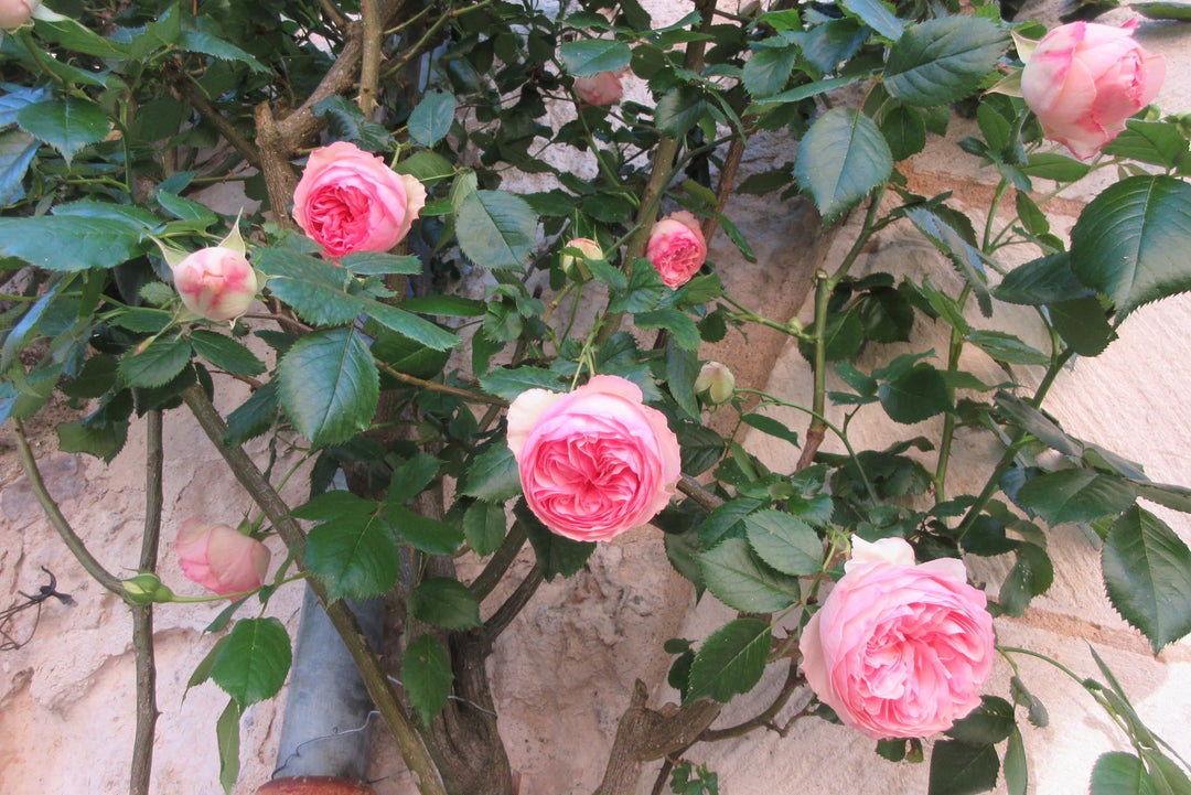 Geoff Hamilton (Ausham)