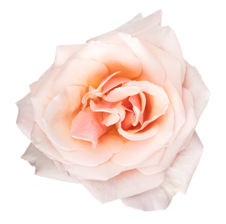 Paul Ricard (12 pieces)