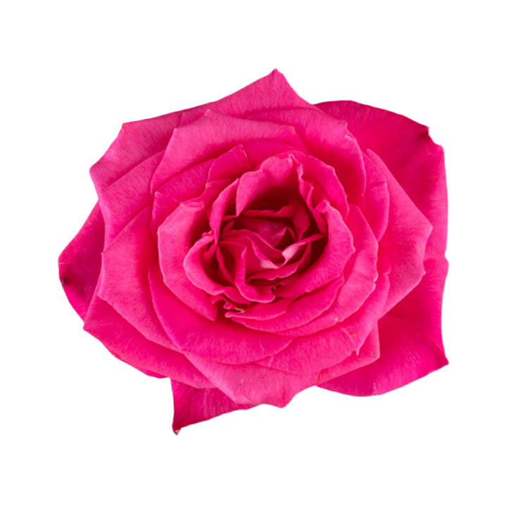 Lolita Lempicka (12 pieces)