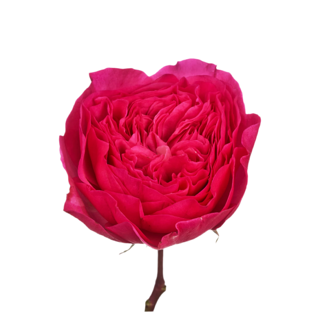 Baroness (12 pieces)