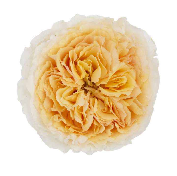 David Austin Beatrice (12stuks)