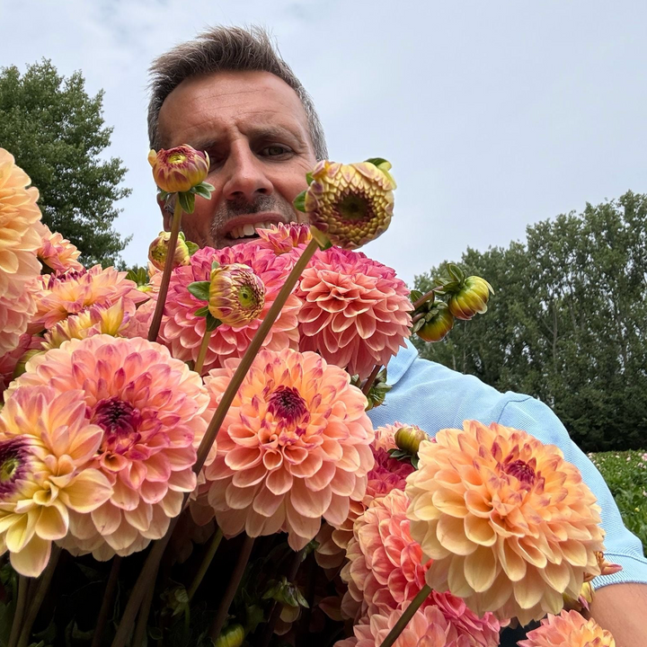 Dahlia Yellow Eyed Jill