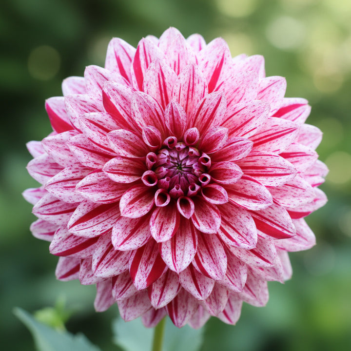 Dahlie Yellow Eyed Jill