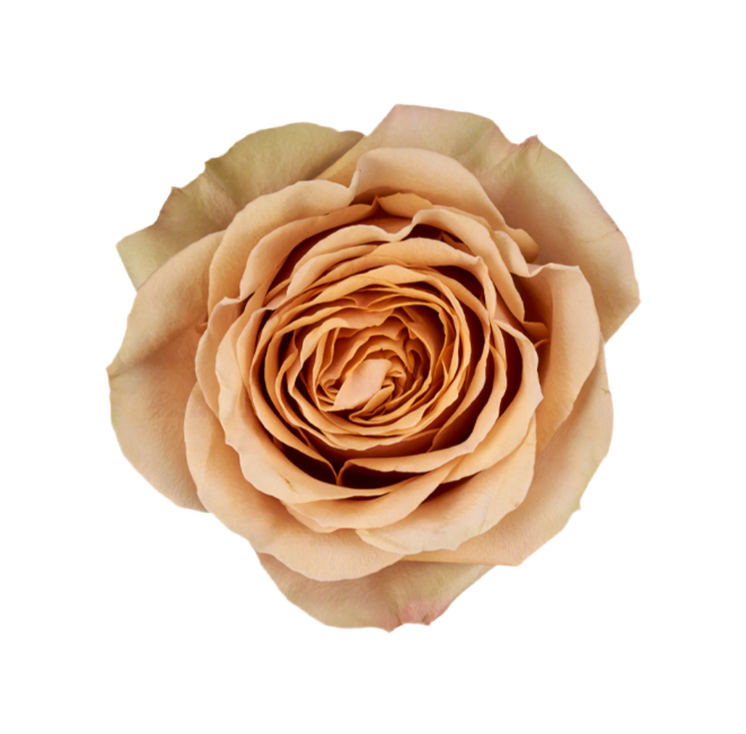 Golden Mustard (12stuks)