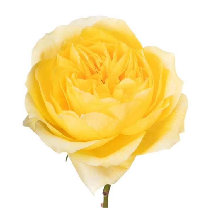 Toulouse Lautrec (12 pieces)