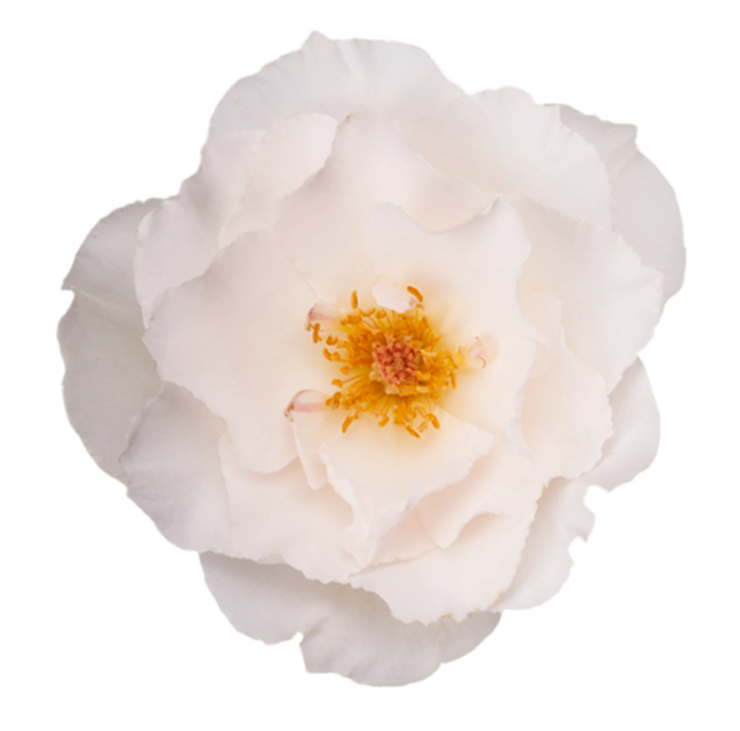 Margaret Merril (12 pieces)