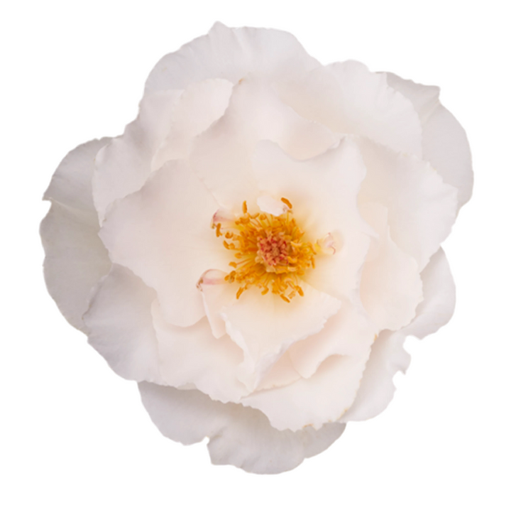 Margaret Merril (12 pieces)