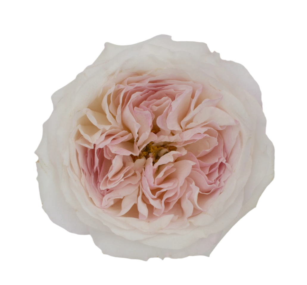 David Austin Keira (12stuks)