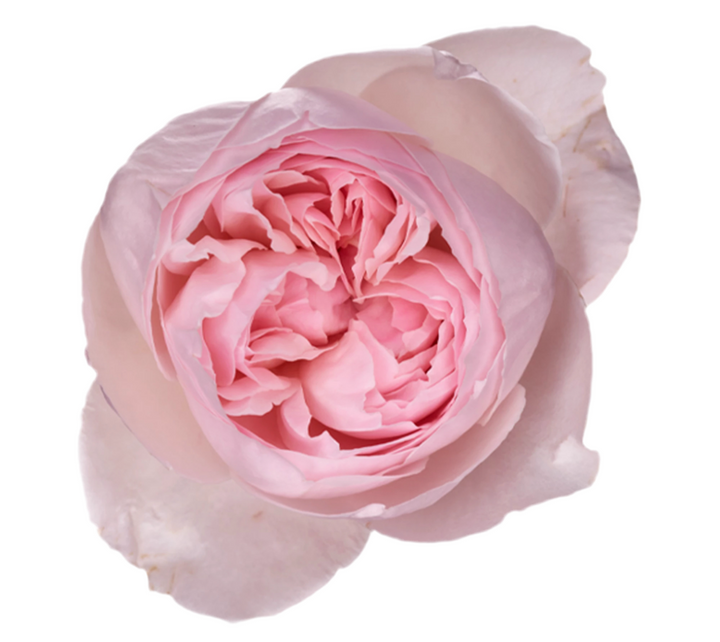 Peony Pink (12stuks)