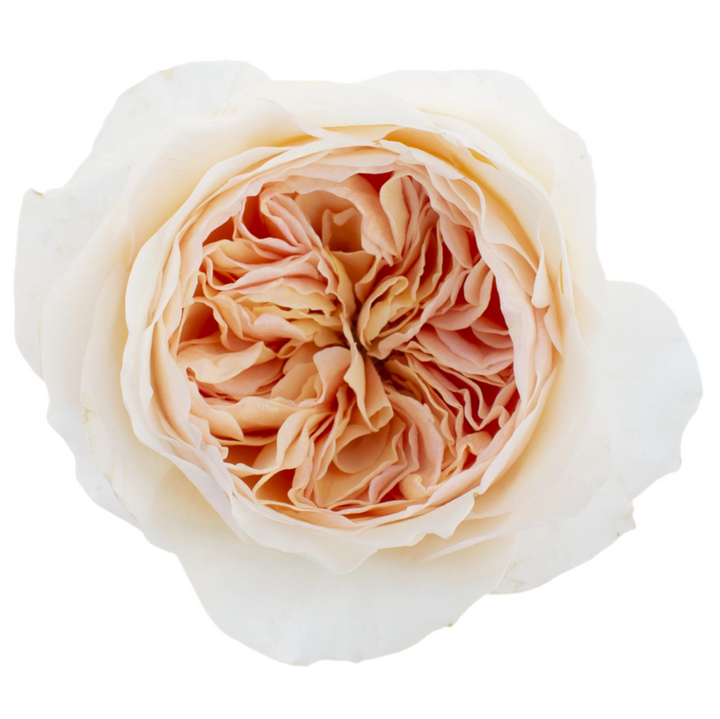 David Austin Juliet  (12stuks)