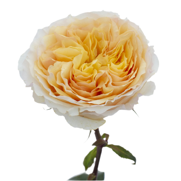 David Austin Beatrice (12stuks)