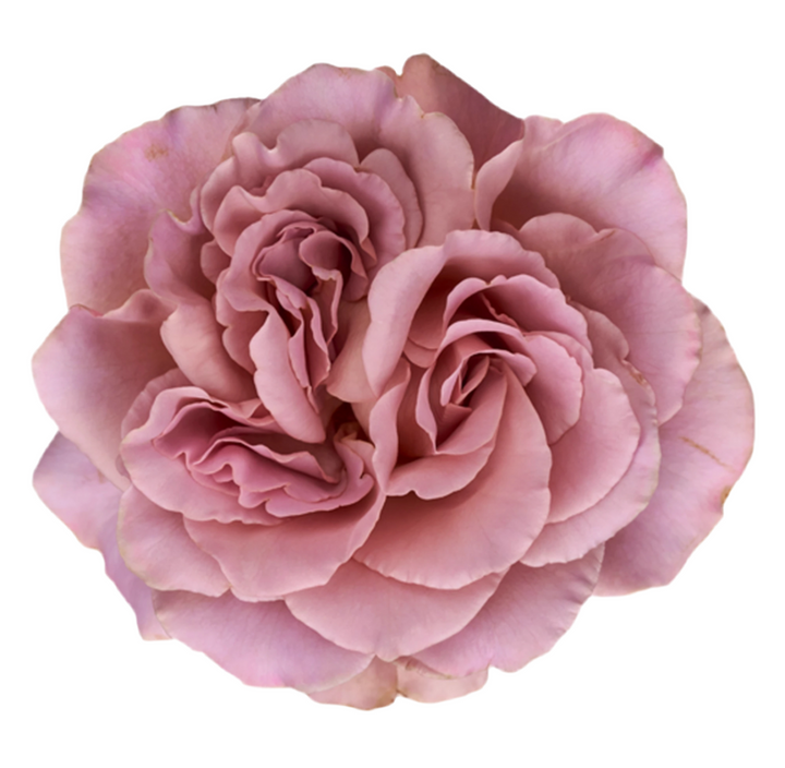 Cafe Latte (12stuks)