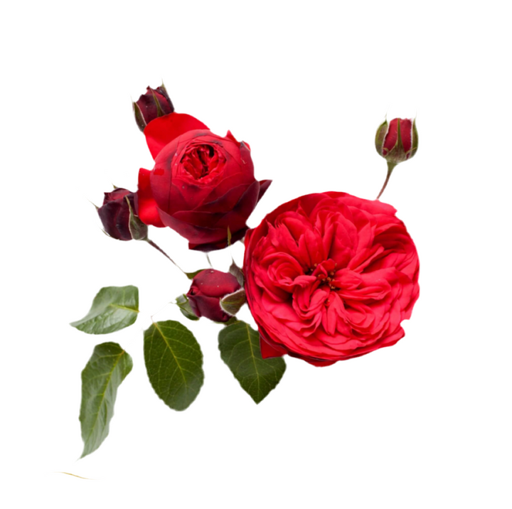 Red Piano (12 pieces)