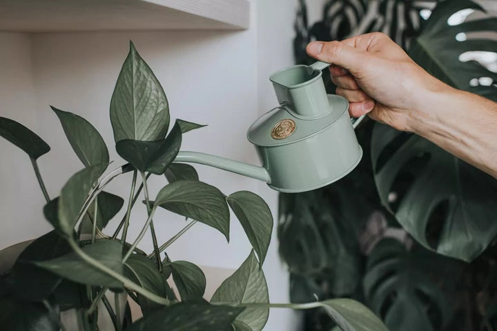 Haws Tuitgieter Salie Groen 0.5 liter