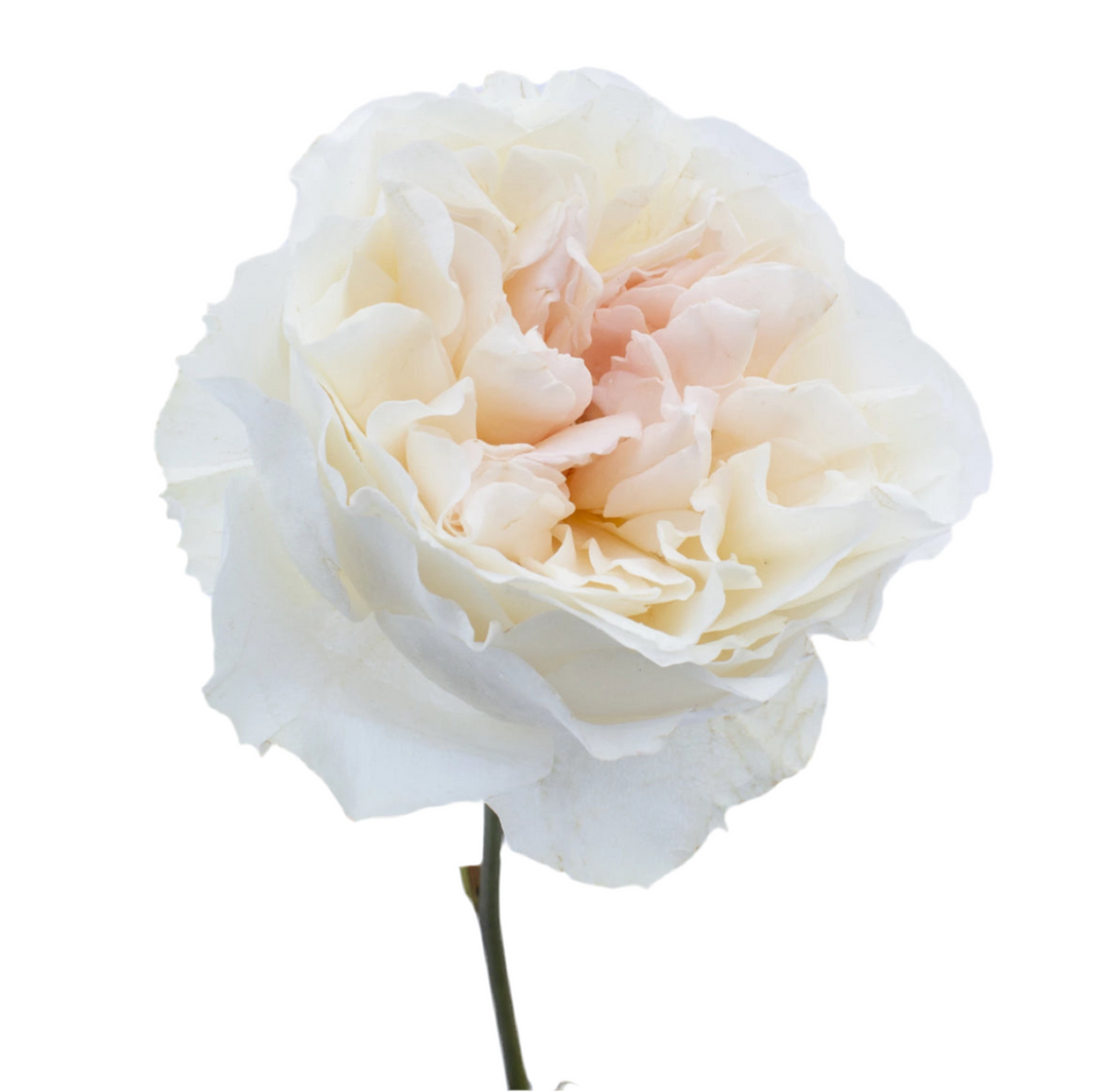 David Austin Eugenie (12stuks)