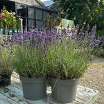 Lavendel Blau (Hidcote)