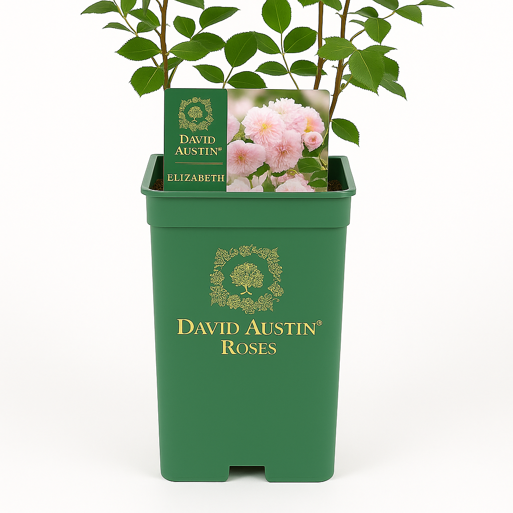 Elizabeth (Ausmajesty)