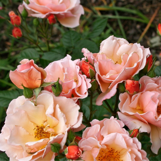 Rosa japonesa Miyabi Gen (Wabara)