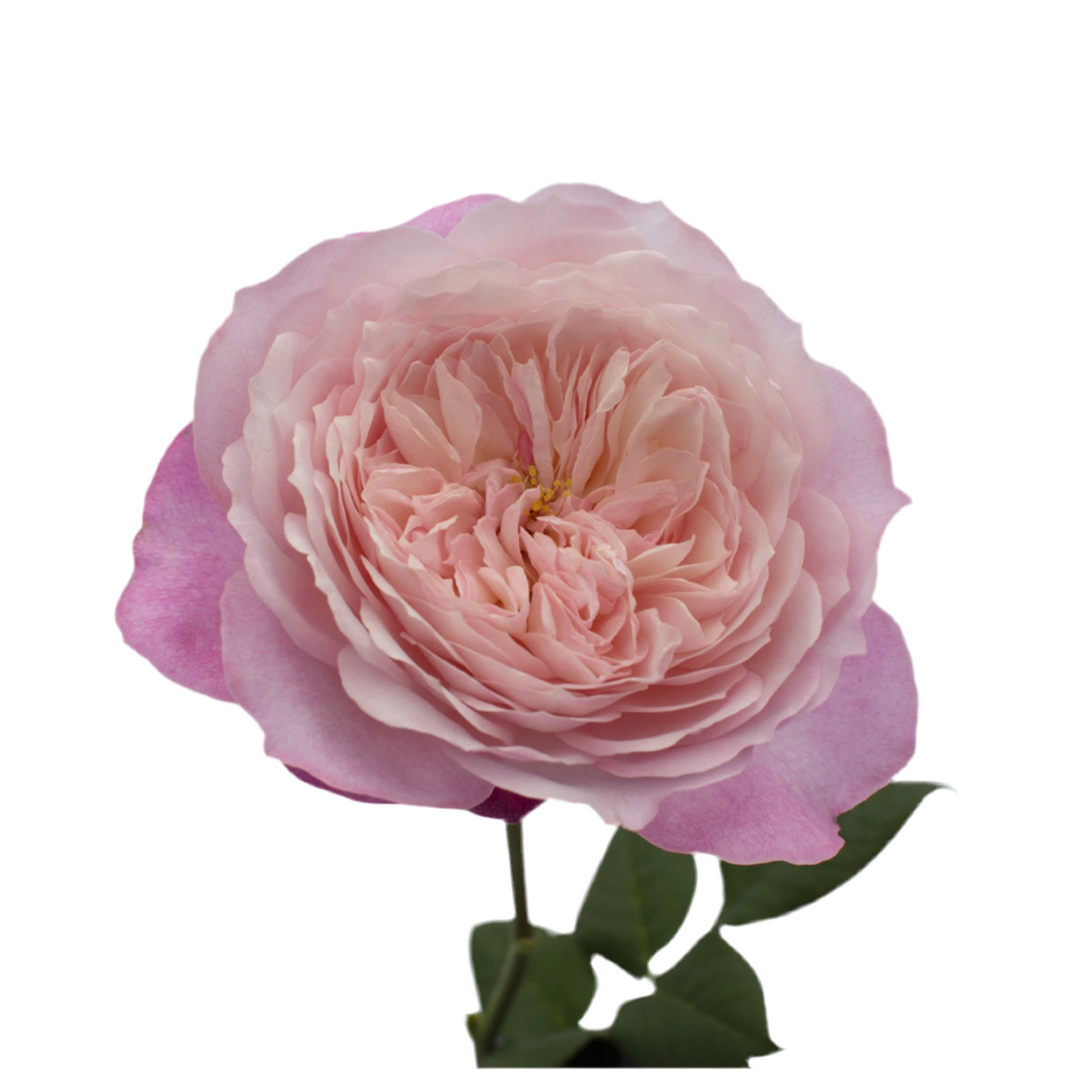 David Austin Constance (12stuks)