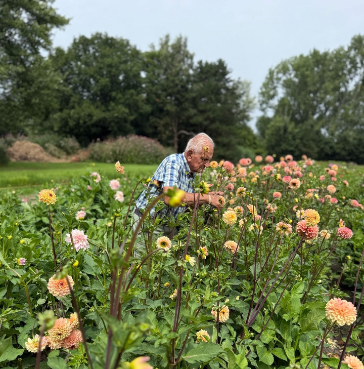 Dahlia Yellow Eyed Jill