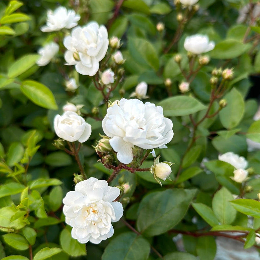 Fée Blanche
