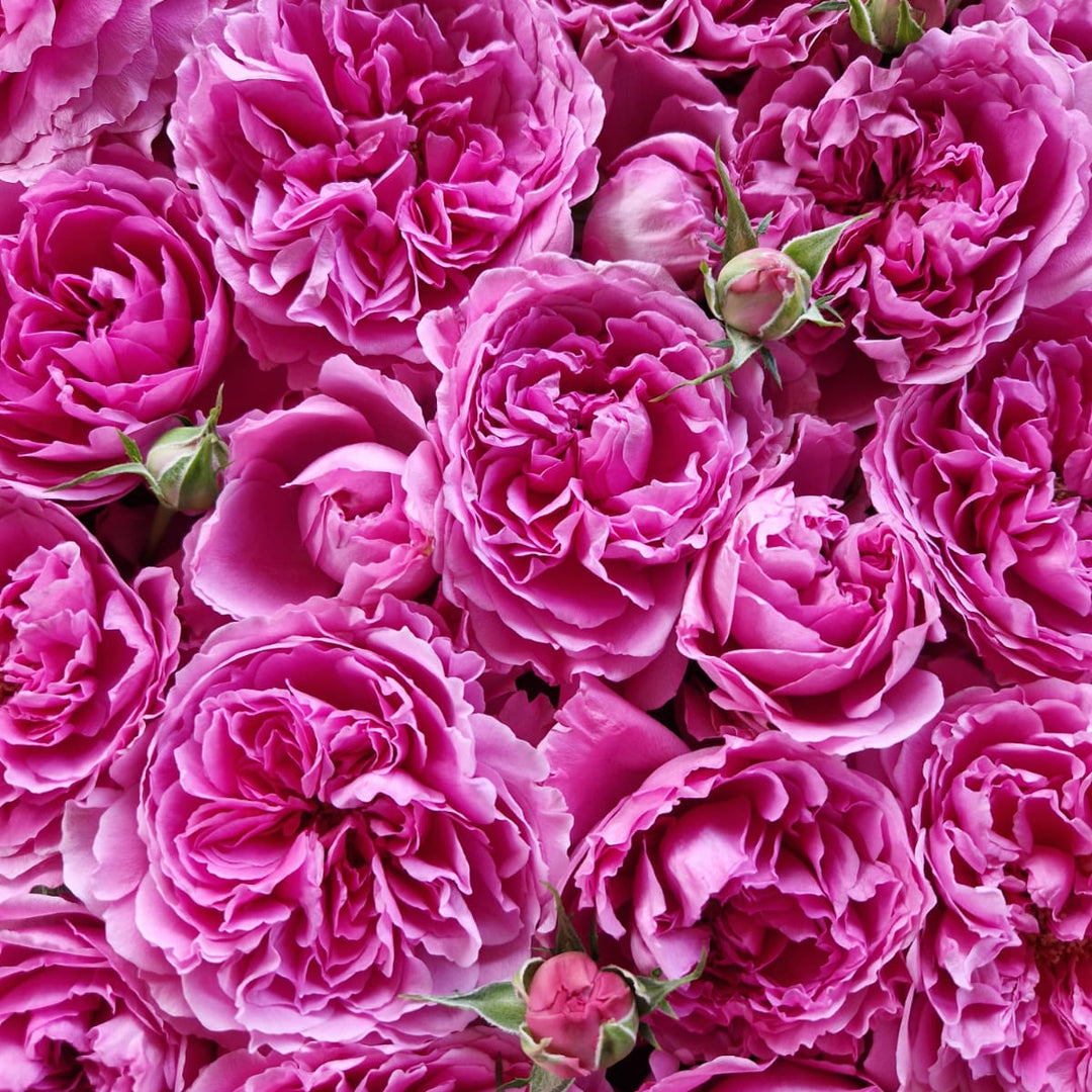 Japanese rose Princess Meiko (Prosperous)