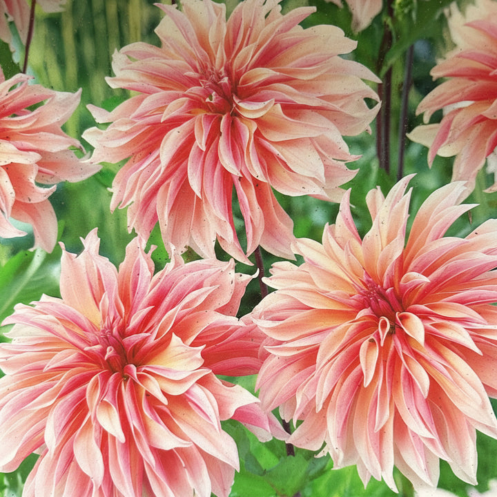 Dahlie Yellow Eyed Jill