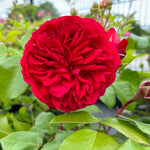 Rote Leonardo da Vinci Rose