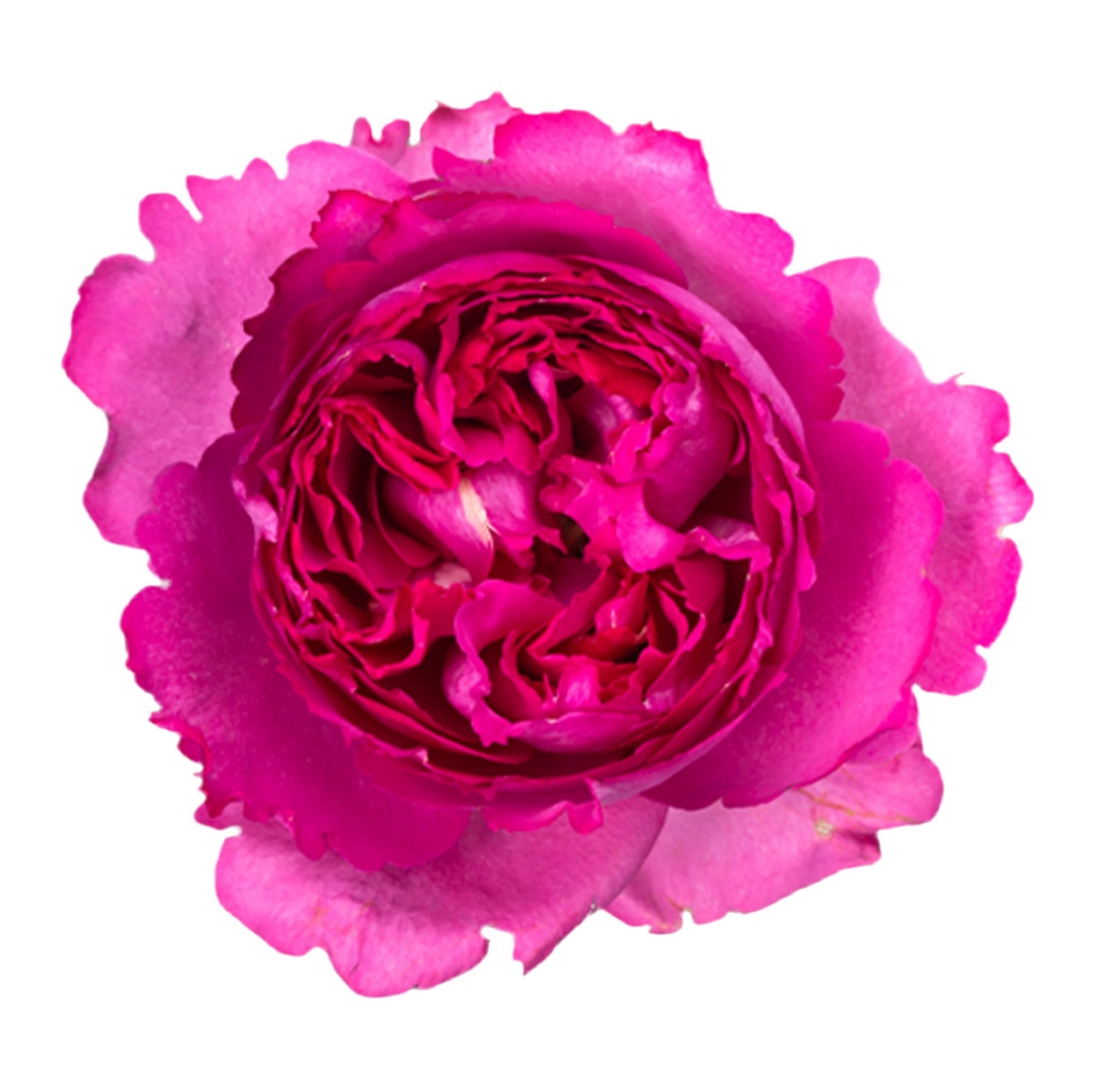 Yves Piaget (12stuks)