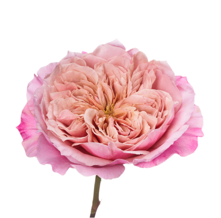 Wabara Miyabi (12 pieces)