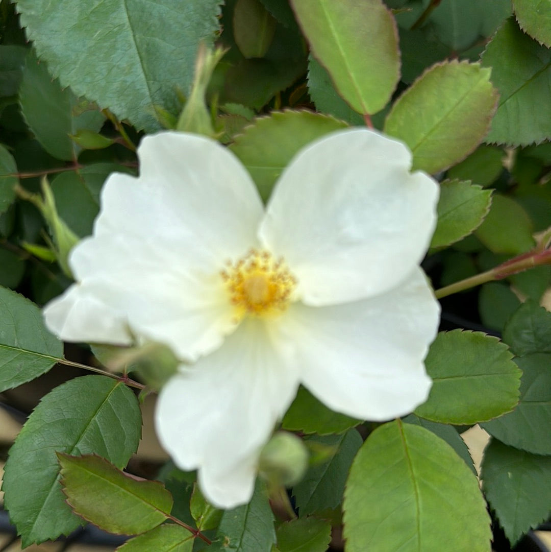 Kew Gardens (Ausfence) (Wurzel)