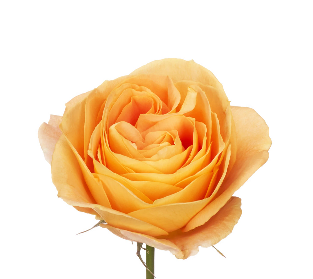 Apricot Swirl (12 pieces)