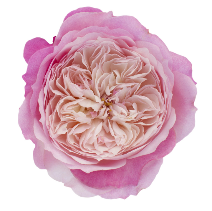 David Austin Constance (12stuks)