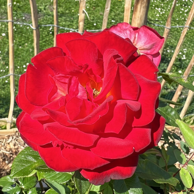 Japanische Rose BI – Kibo (Hoffnung) (NEU 2026)