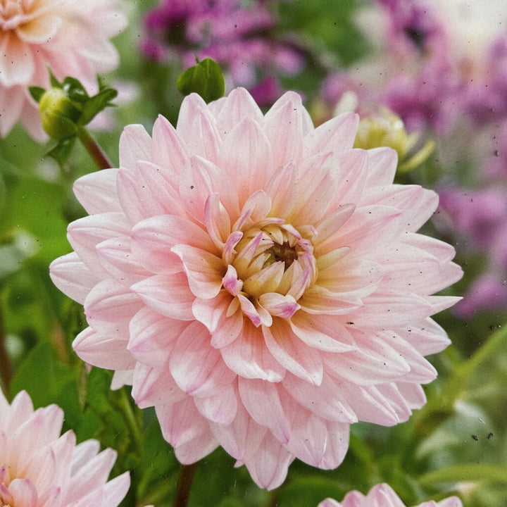 Dahlia Diana's Memory