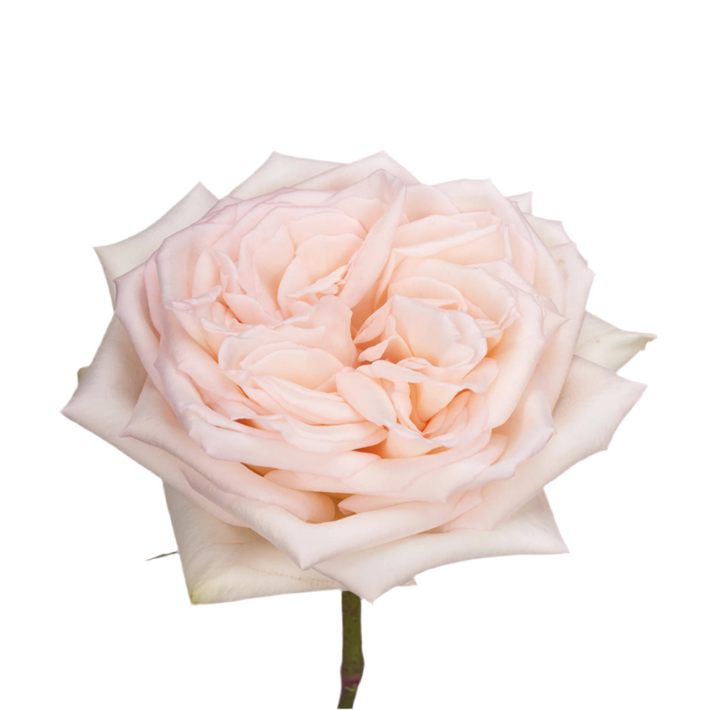 Princess Maya (Night Rain) (12 pieces)