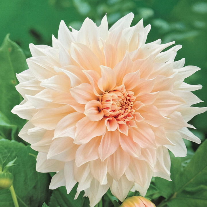 Dahlia Cafe au Lait
