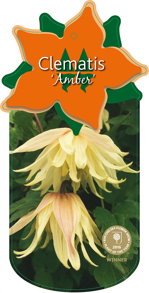 Clematis 'Amber'