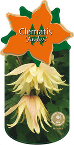 Clematis 'Amber'