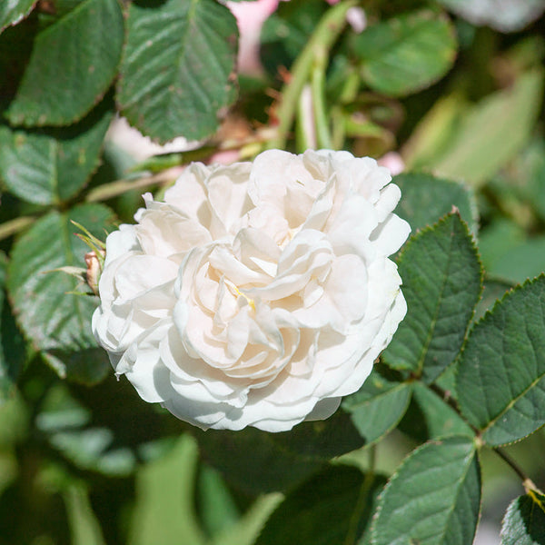 Alba Suaveolens