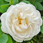Alba Maxima